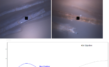 Microspectroscopy Reveals Feather Color Mechanisms