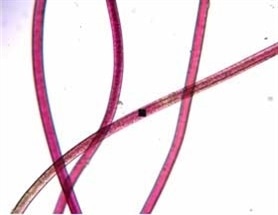 Determination of Textile Dyes with UV-Vis-NIR Microspectroscopy