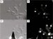 Atomic Force Microscopy in the Detection of Changes in Cell Morphology of Mutant Huntingtin Using BioScope II AFM from Veeco Instruments