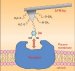 Characterizing the Interaction Between Dopamine and the D1-Receptor with BioScope II AFM
