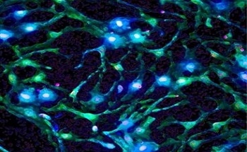 Designing Cell-Responsive Biomaterials Through Protein Engineering