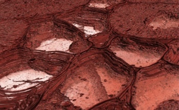 Image Acquisition from Electron Microscopy of Tissue Samples Using ATLAS