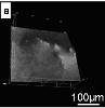 Electron Microscopic Observation of Fine Morphology of Wet Agar Gel Using a Typical Hydrophilic Ionic Liquid, 1-Butyl-3-Methylimidazolium Tetrafluoroborate