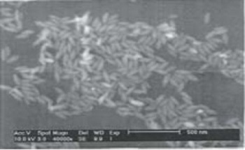 Particle Size Analysis of Pigments Using Laser Diffraction