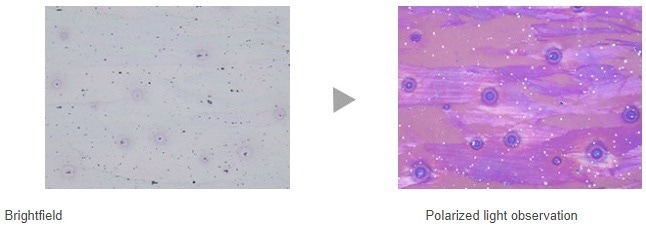 GX53 Inverted Metallographic Microscope from Evident