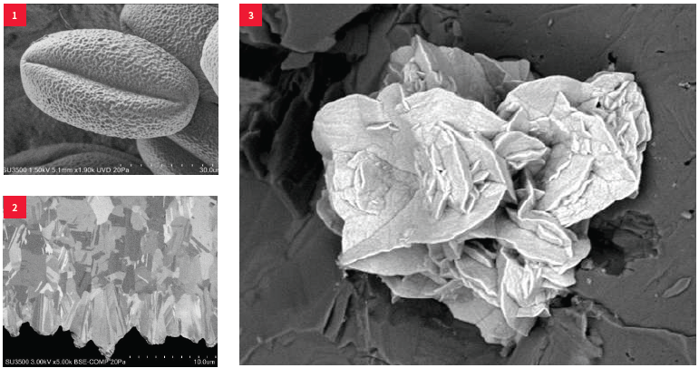 (1) Pollen, low-vacuum SE, 1.5 kV; (2) Metal cross-section, BSE, 3 kV; (3) Copper minerals, low-vacuum, 5 kV.