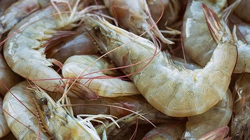 Immuonassays in Food Technologies and Food Testing