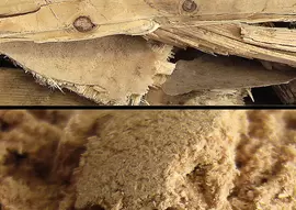 Wood