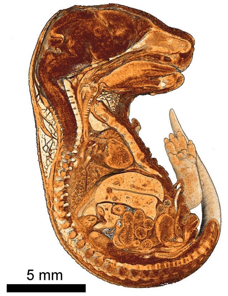 Cutaway view of 3D rendering of a mouse embryo embedded in paraffin. Internal structures are visible with high contrast.