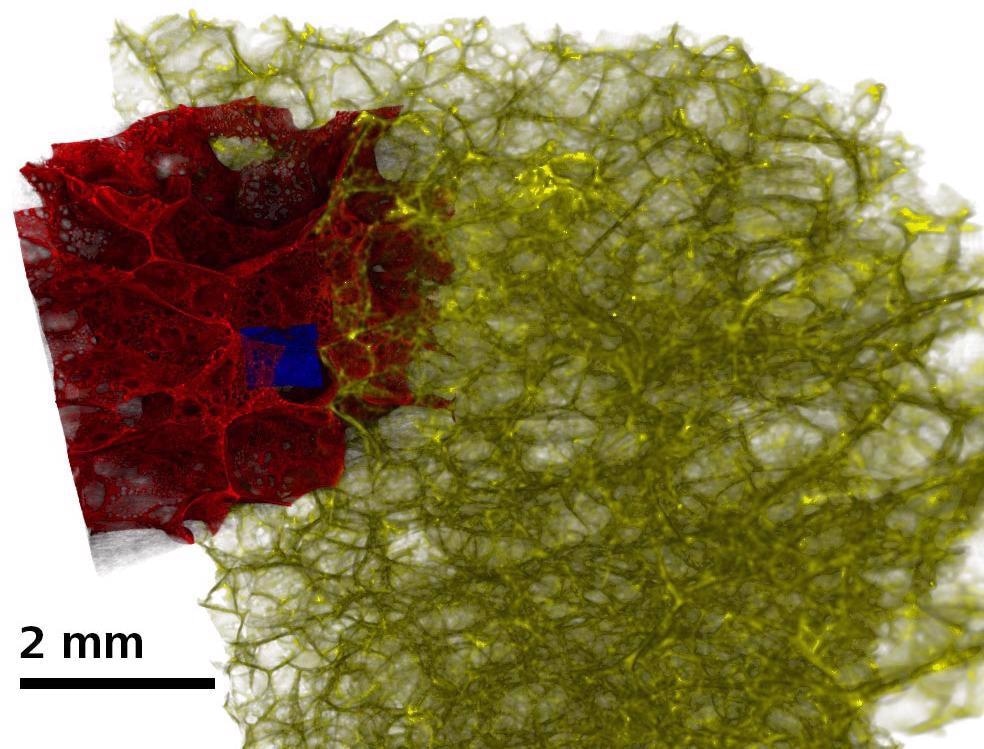 Porous glass foam insulation imaged at multiple length scales.