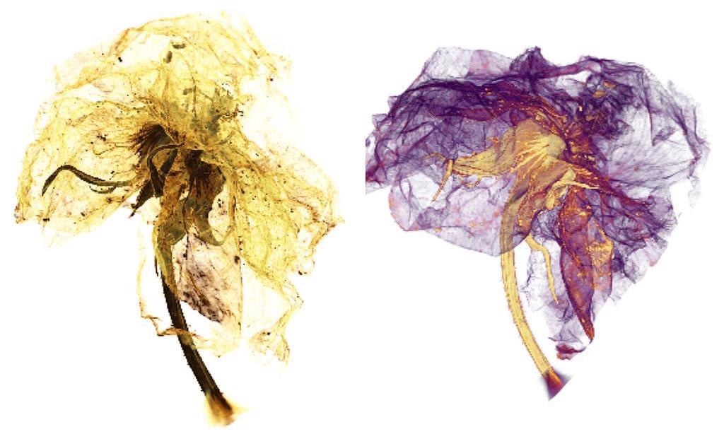 The XRM micrograph of a blossom reveals its components in a new 3D view. Sepals (yellow) and petals (purple) can be distinguished.