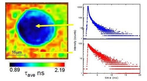 TCSPC Lifetime Fluorometer: DeltaFlex