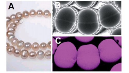 Micro-X-Ray Fluorescence Spectroscopy: XGT-9000