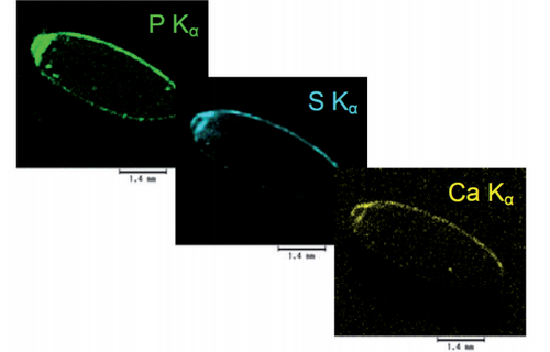 Micro-X-Ray Fluorescence Spectroscopy: XGT-9000