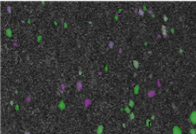Grain Growth of a High Entropy Alloy Thin Film