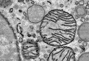 Explore cellular ultrastructure.