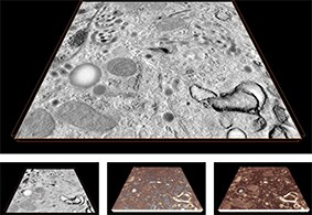 Visualize 3D intracellular structures.