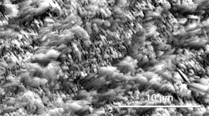 Minerals (shell’s surface).