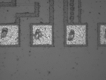 NIR Transmission Image of an integrated circuit using the UVM-1™ Microscope
