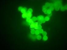 2030PV PRO™ Microspectrophotometer From CRAIC Technologies