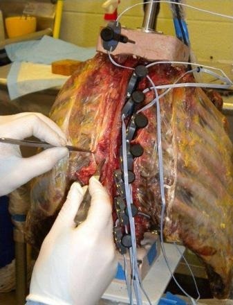 Surgical procedure on specimen in test setup.