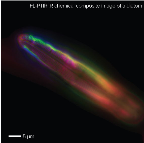 MCR-ALS composite image created in CytoSpec.