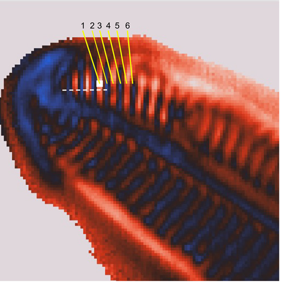 Diatom Image: Image ratio at 1200/1072 cm-1 with a 80 cm-1 peak integration width. White box shows size of 260 nm 2x2 pixel ROI used to calculate spectra in figure 5. Dashed line shows approximate location of crosssection measurement in figure 3.