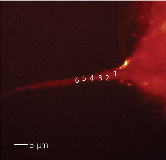 Collagen fibril, FL-PTIR autofluorescence image.