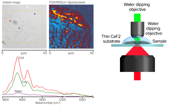 mIRage® IR Microscope: Fast, Artifact-Free Sub-Micron Spectroscopy and Imaging