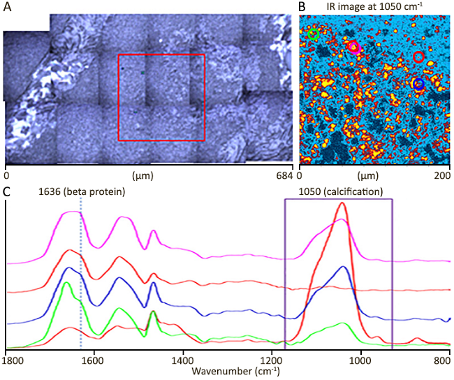 Integrated O-PTIR, Raman, and Fluorescence Microscopy Platform