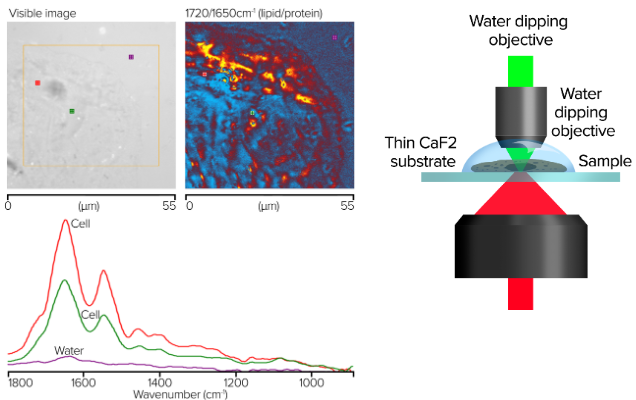 Integrated O-PTIR, Raman, and Fluorescence Microscopy Platform
