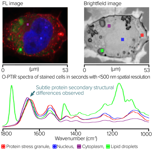 Integrated O-PTIR, Raman, and Fluorescence Microscopy Platform