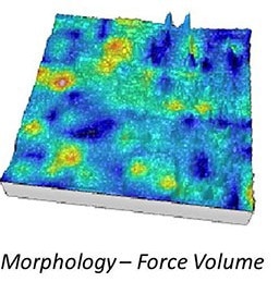 Overlay of topography and force volume data