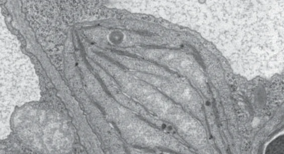 Ultrastructure of Arabidopsis thaliana