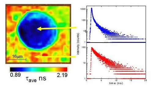 DeltaFlex™: Time-Correlated Single Photon Counting (TCSPC) System