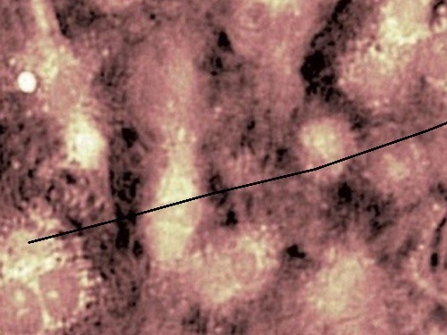 UPDATES - Lyncée Transmission Series: Real-Time Quantitative Imaging for Life Sciences and Materials Science