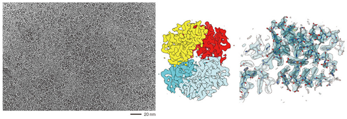 CRYO ARM™ 300 II: Field Emission Cryo-electron Microscope