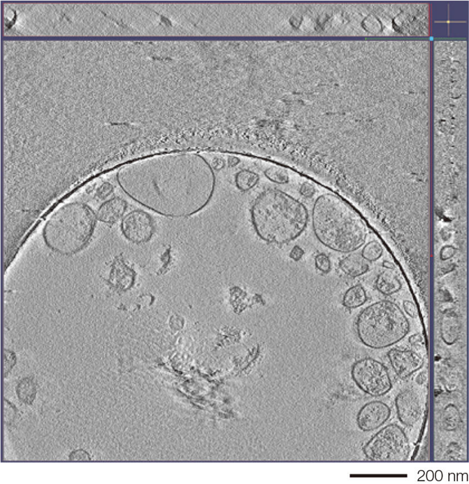 CRYO ARM™ 300 II: Field Emission Cryo-electron Microscope