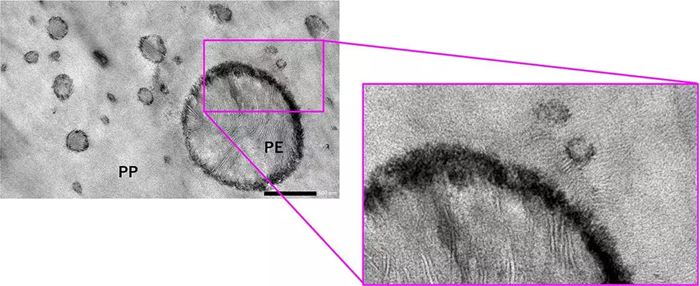 Sample preparation method: Microtome.