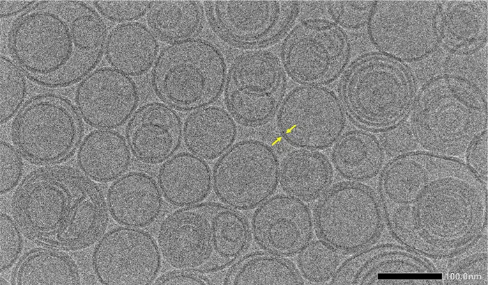 Sample preparation method: ice embedding.