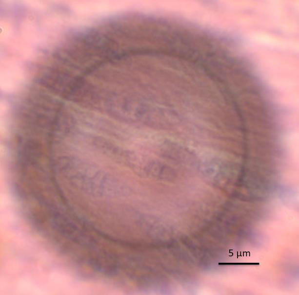 Mammal intestine cells imaged using a wide-field-of-view SMAL lens.