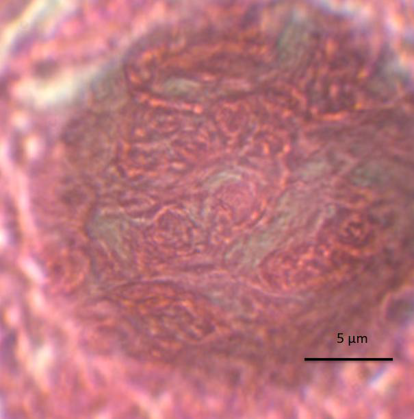 Mammal ovary cells imaged using a wide-field-of-view SMAL lens.