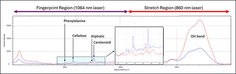 Typical spectrum of a plant sample. The fingerprint region is seen using the 1064 nm laser, and the stretch region using the 860 nm laser.