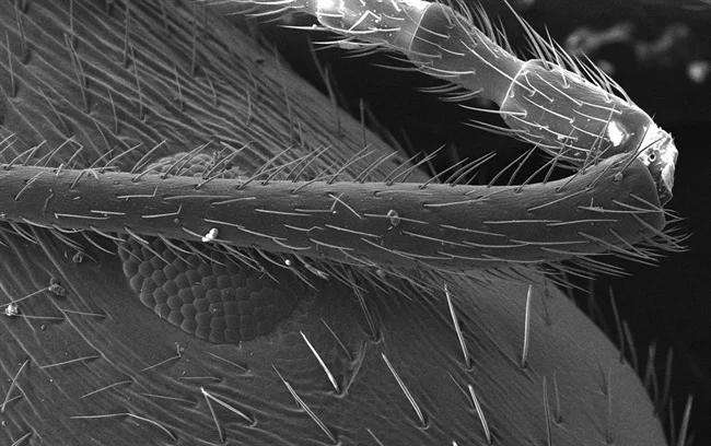 LUXORᶜ: Carbon Coater for Reliable SEM-EDX Analysis