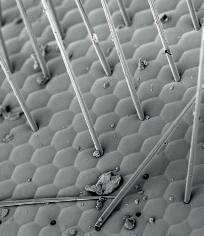 LUXORᴬᵘ Sputter Coater for Enhanced Resolution SEM Imaging