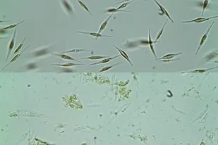 Microalgae
