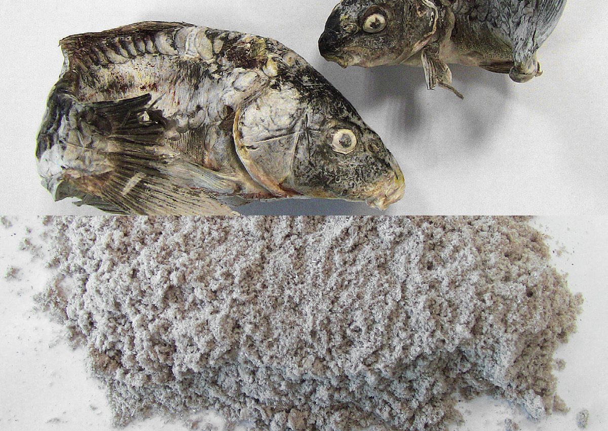 >fish