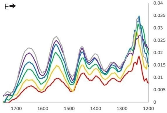 FL-PTIR spectra were extracted along the collagen fibril in Figure 5. Spectra were collected with vertical (top) and horizontal (bottom) IR polarization orientations