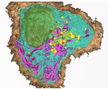 3View® for Your ZEISS FE-SEMs - Perform Block Face 3D Imaging of Your Biological Samples