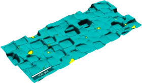 WITec TrueSurface Microscopy: Topographic Raman Imaging